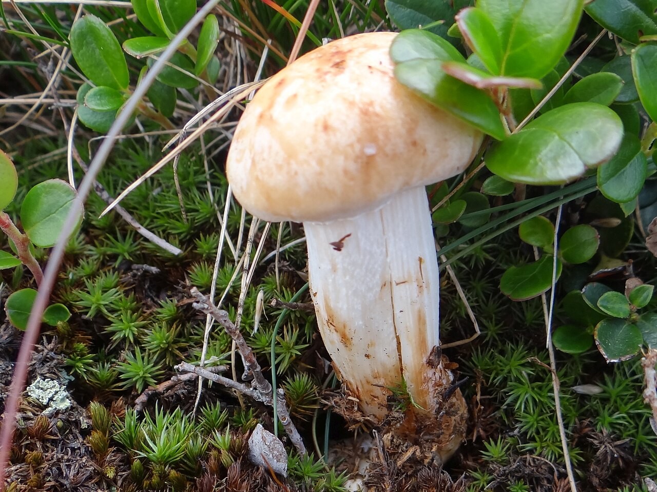 Orange-Schneckling – Hygrophorus pudorinus