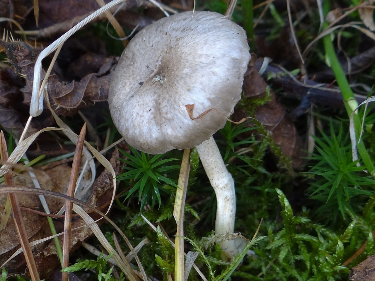 Pikčasta polževka – Hygrophorus pustulatus