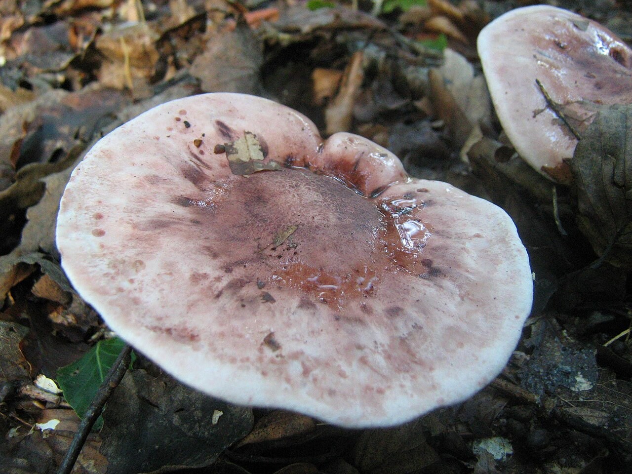 Purpurfleckender Schneckling – Hygrophorus russula