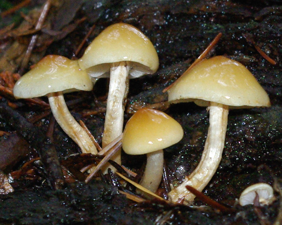 Conifer tuft – Hypholoma capnoides
