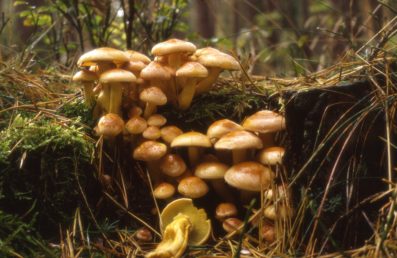 Sumporača – Hypholoma fasciculare