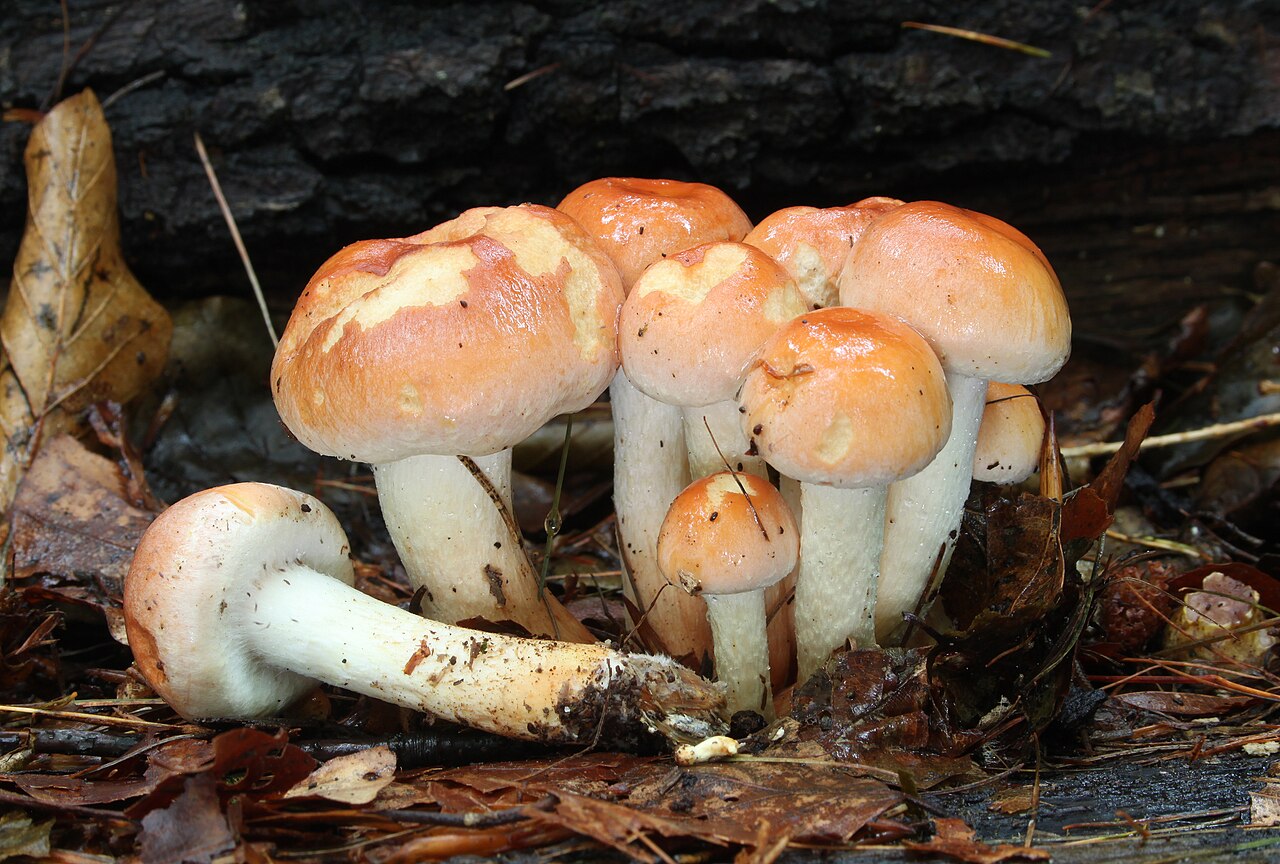 Brick cap – Hypholoma lateritium