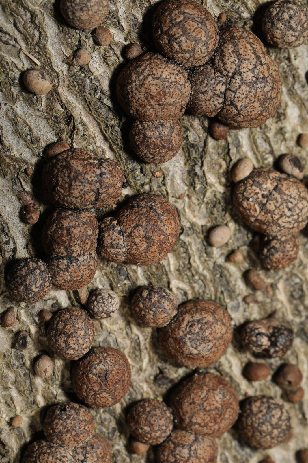 Rötliche Kohlenbeere – Hypoxylon fragiforme