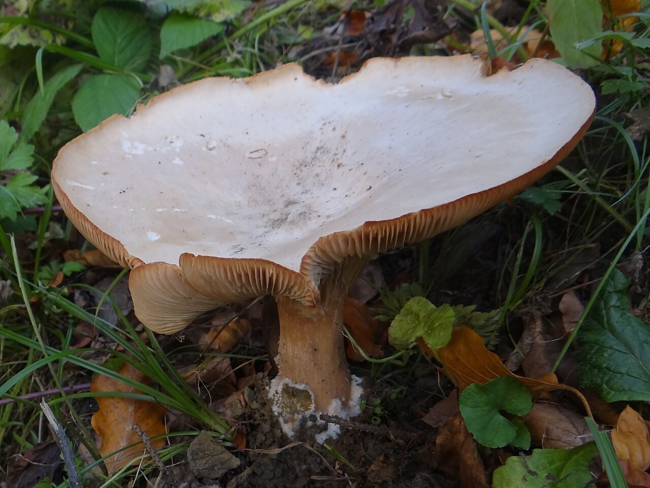 Mönchskopf – Infundibulicybe geotropa