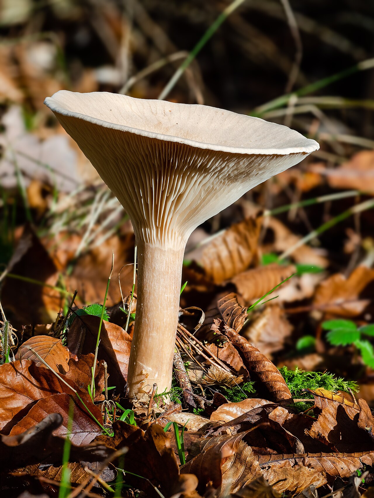 Ockerbrauner Trichterling – Infundibulicybe gibba