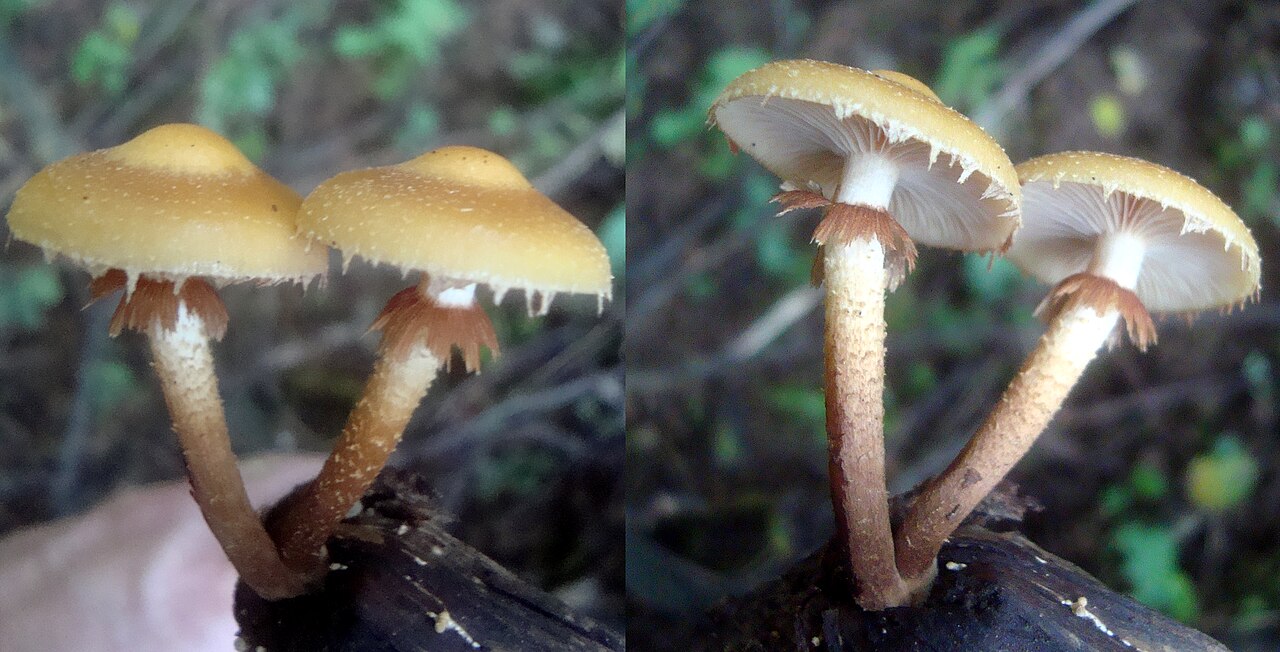 Stockschwämmchen