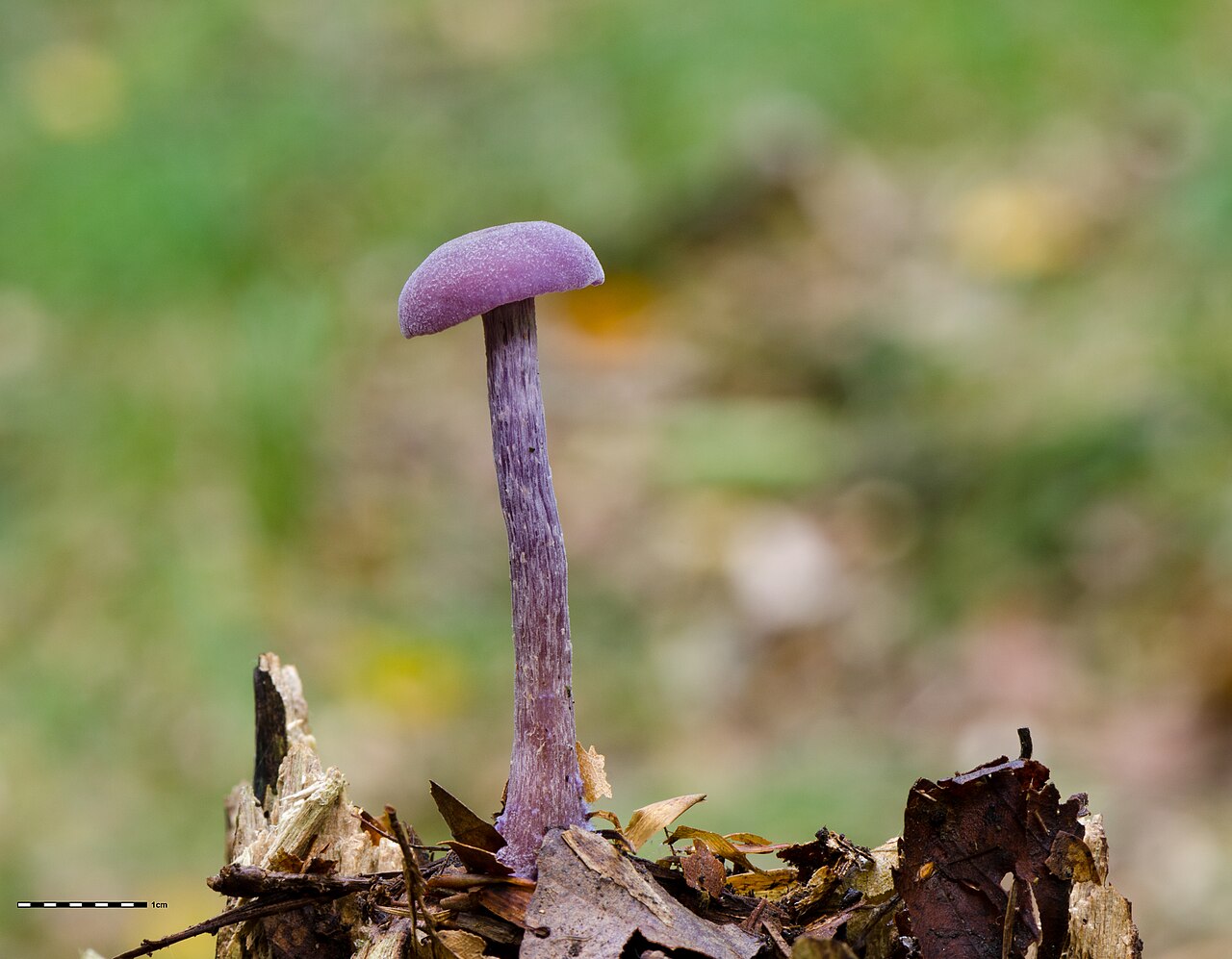 Violetter Lacktrichterling