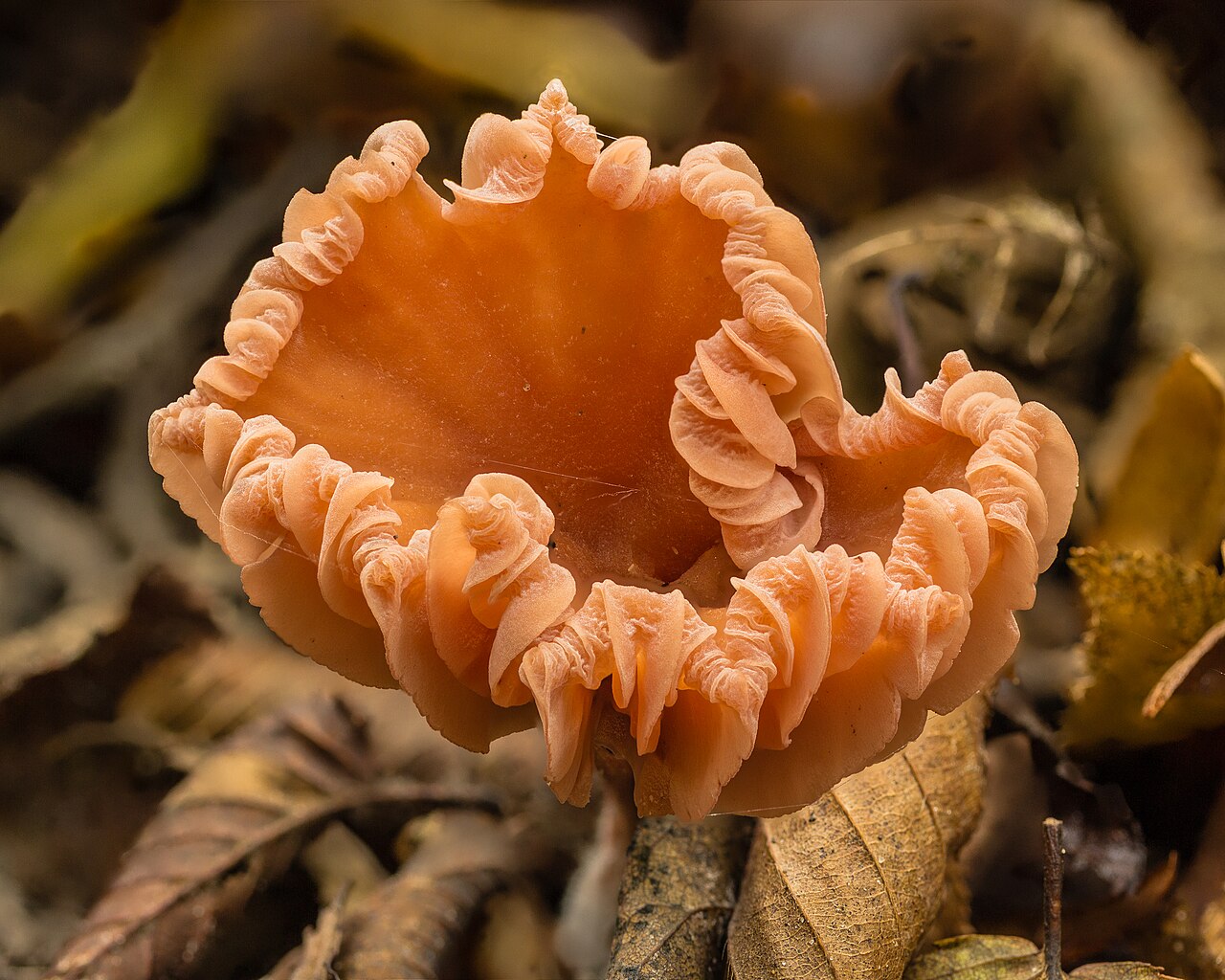Deceiver – Laccaria laccata