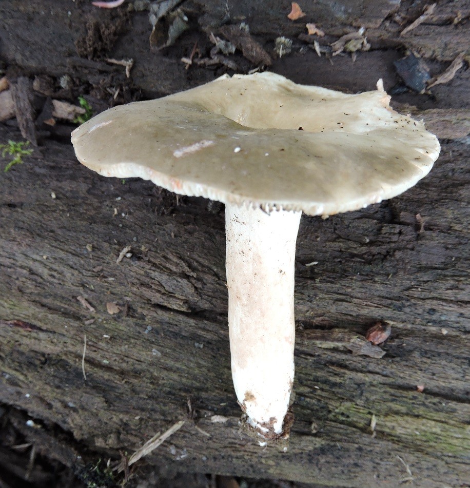 Huda mlečnica – Lactarius acris