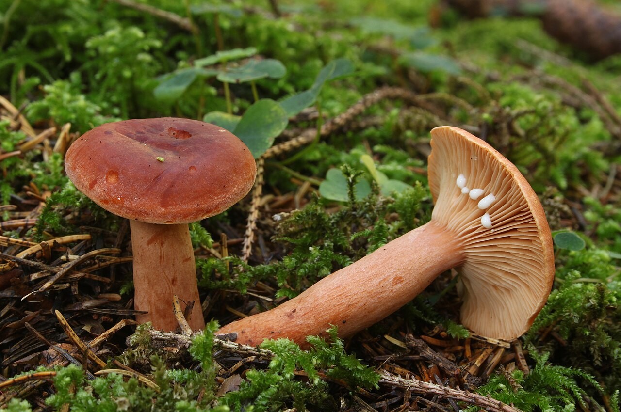 Milder Milchling – Lactarius aurantiacus