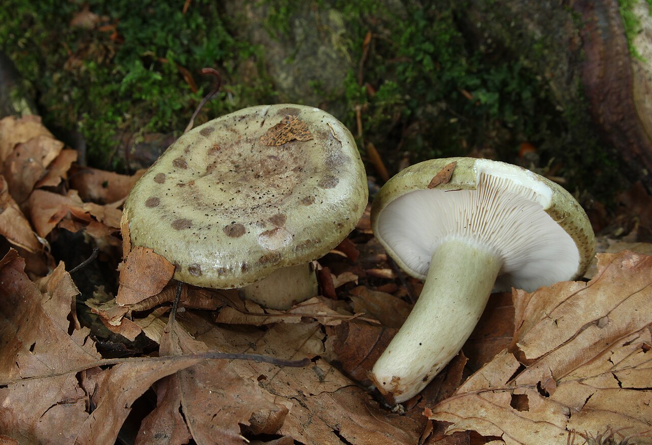 Beech milkcap – Lactarius blennius
