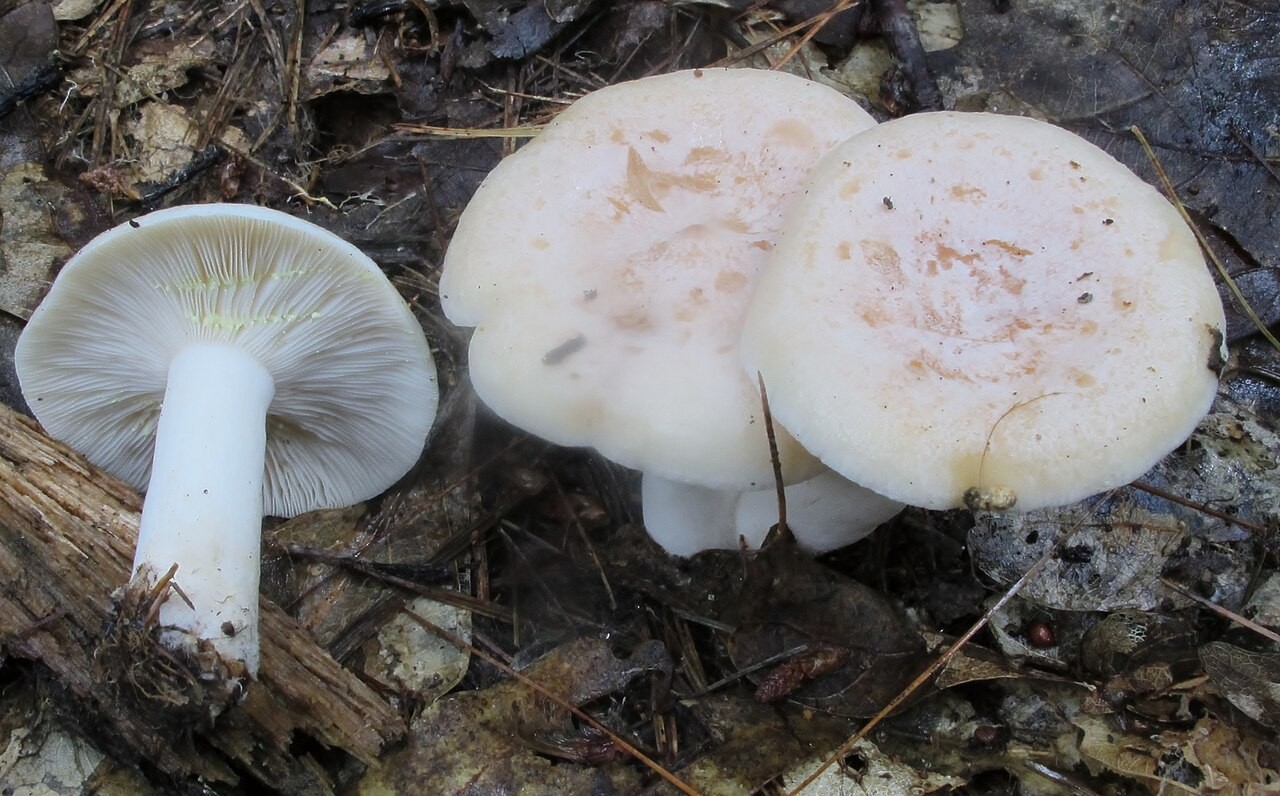 Goldflüssiger Milchling – Lactarius chrysorrheus