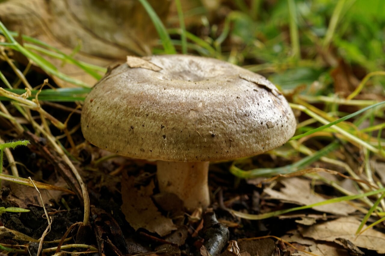 Gabrova mlečnica – Lactarius circellatus