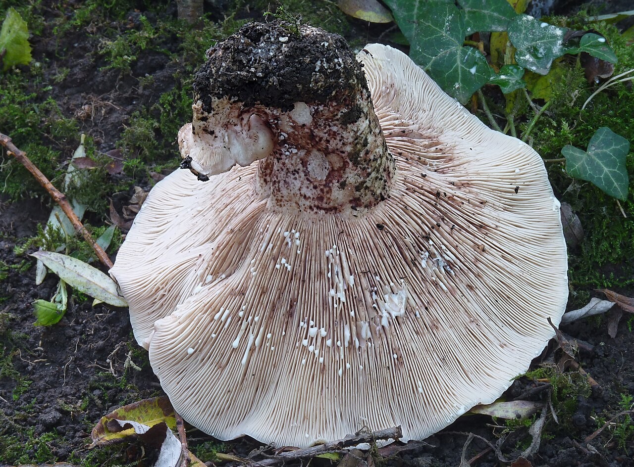 Rosascheckiger Milchling – Lactarius controversus