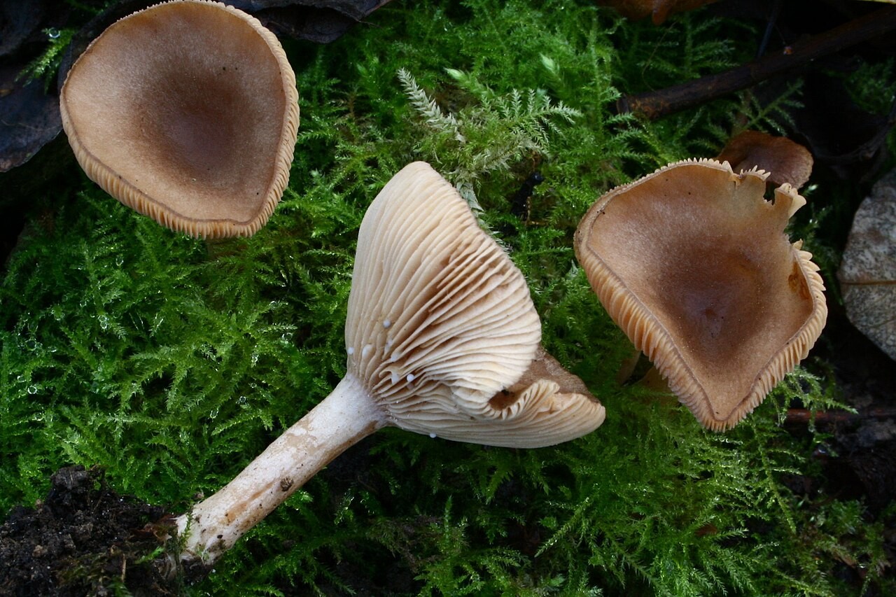 Coconut milkcap – Lactarius glyciosmus