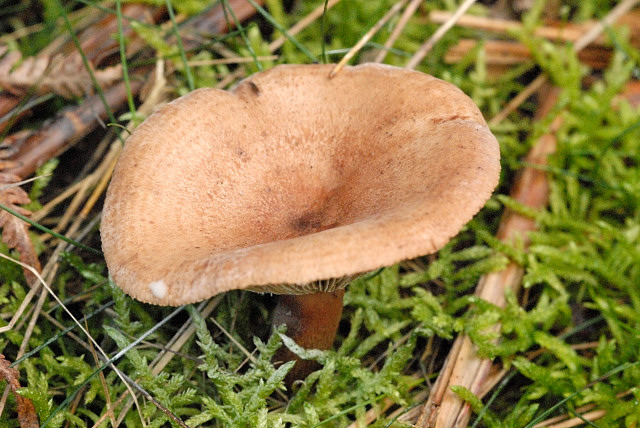 Maggipilz – Lactarius helvus