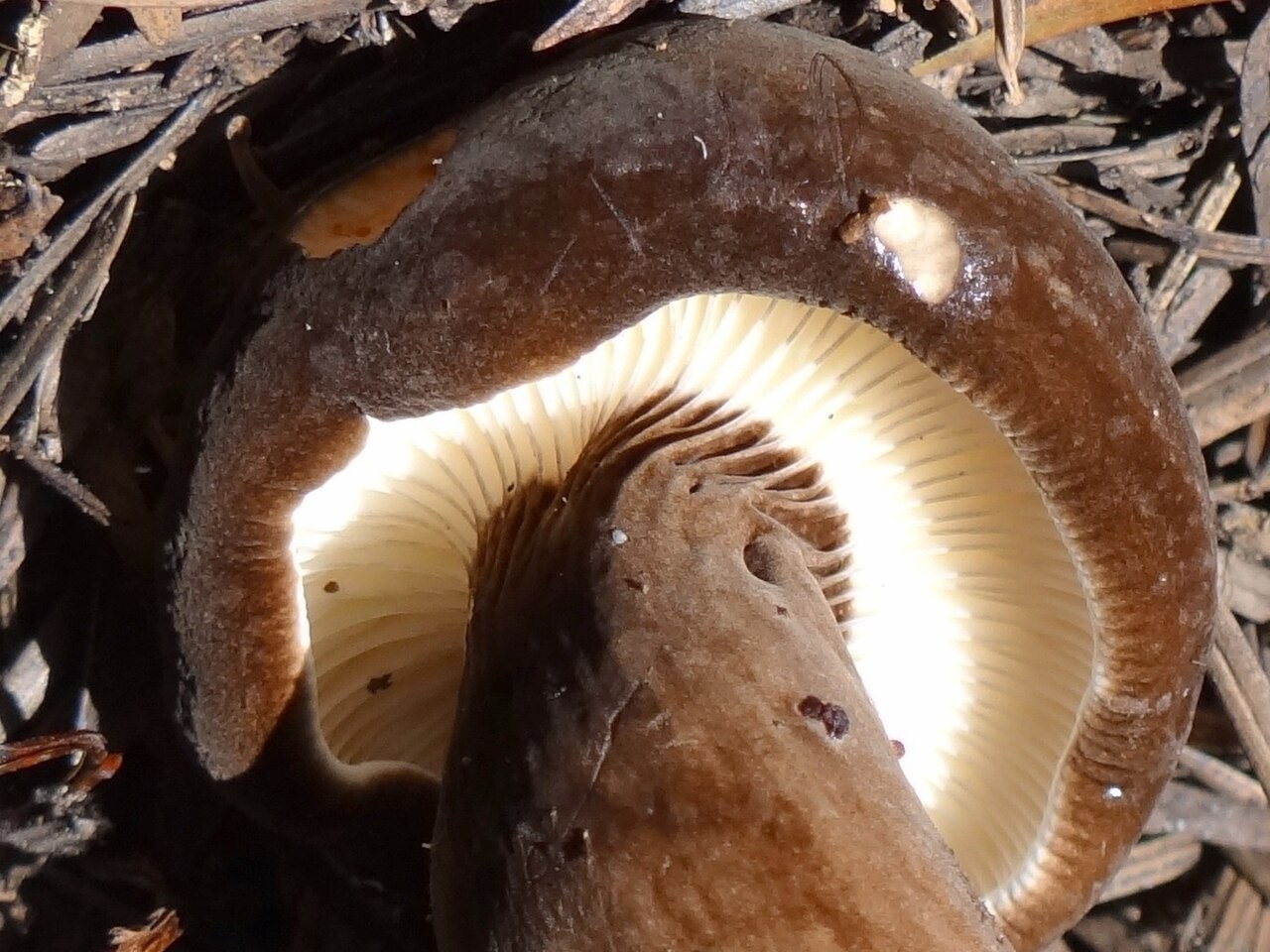 Mohrenkopf-Milchling – Lactarius lignyotus