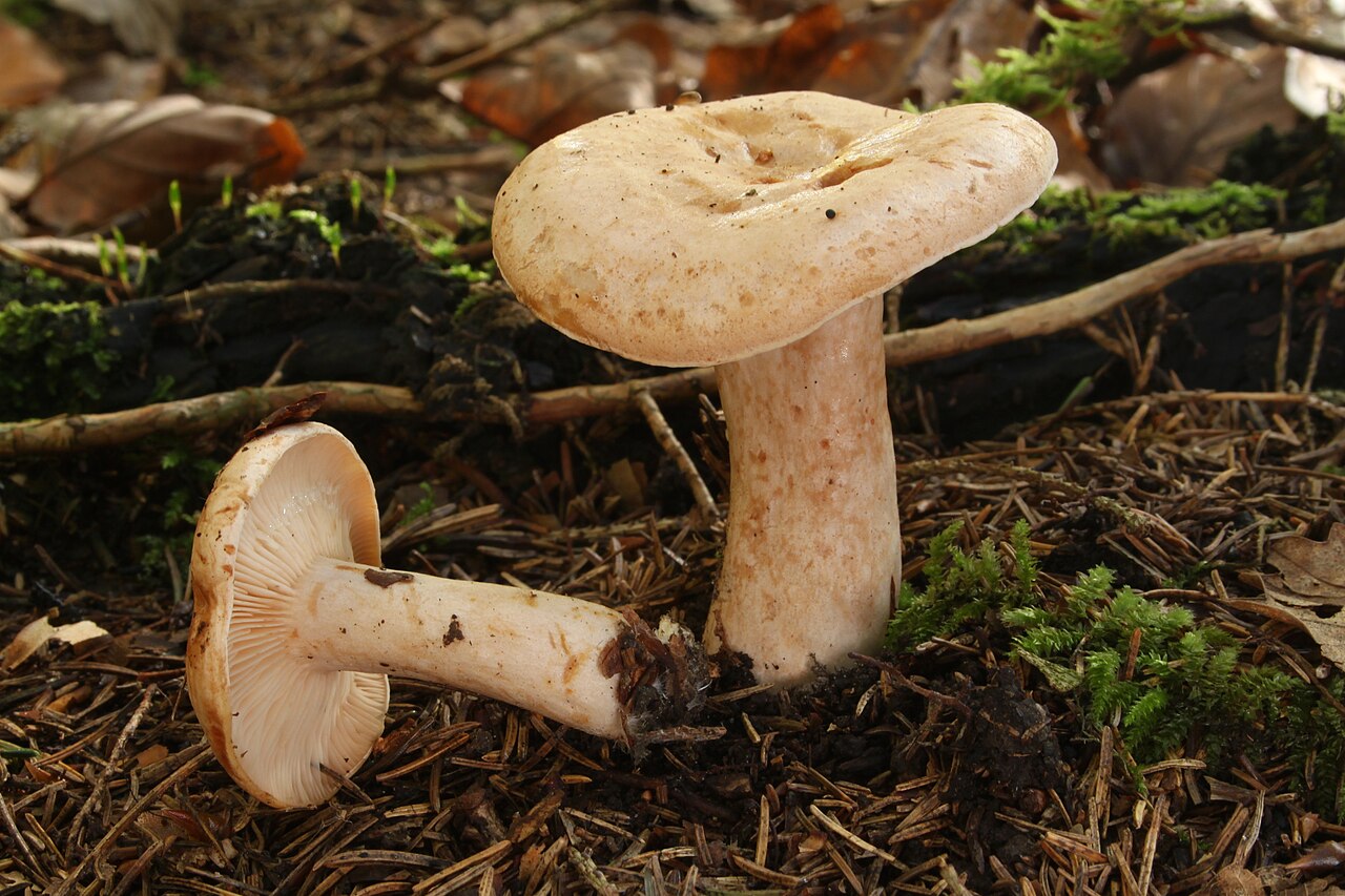 Fleischblasser Milchling – Lactarius pallidus