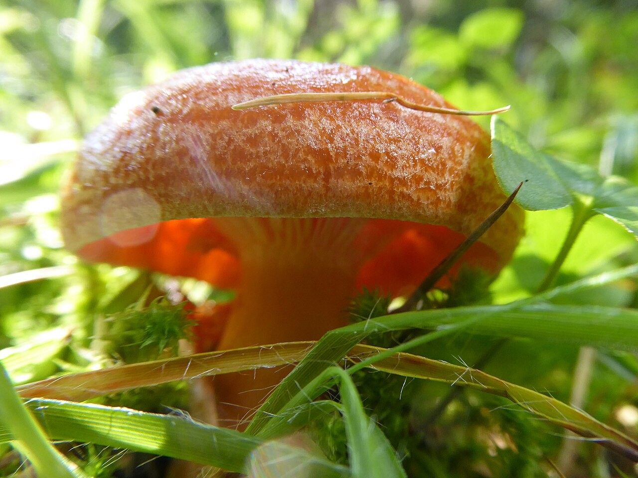 Lärchen-Milchling – Lactarius porninsis