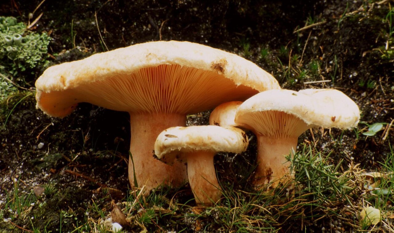 Bearded milkcap – Lactarius pubescens