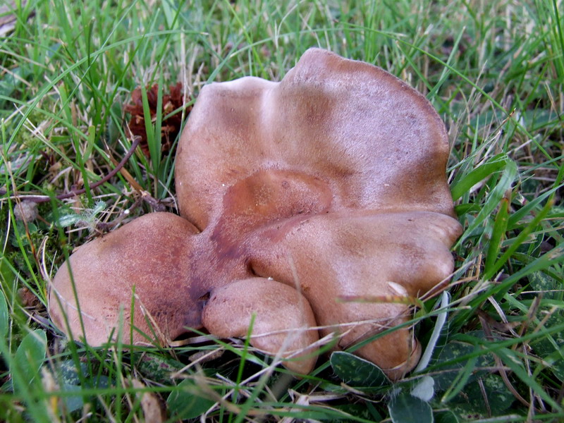 Eichen-Milchling – Lactarius quietus