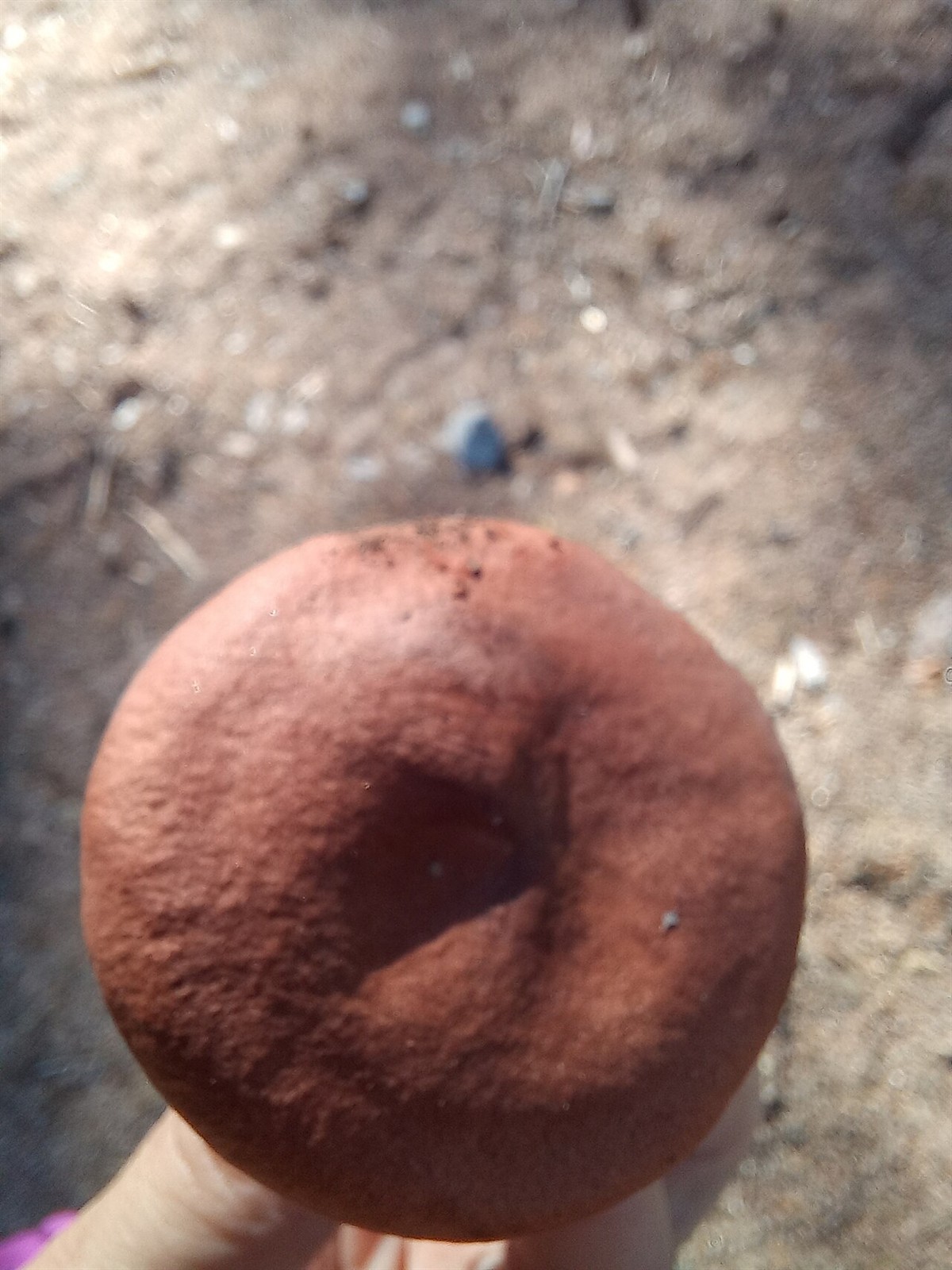 Rdečerjava mlečnica – Lactarius rufus