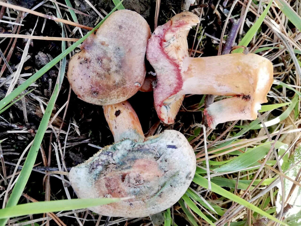 Krvaveča mlečnica – Lactarius sanguifluus