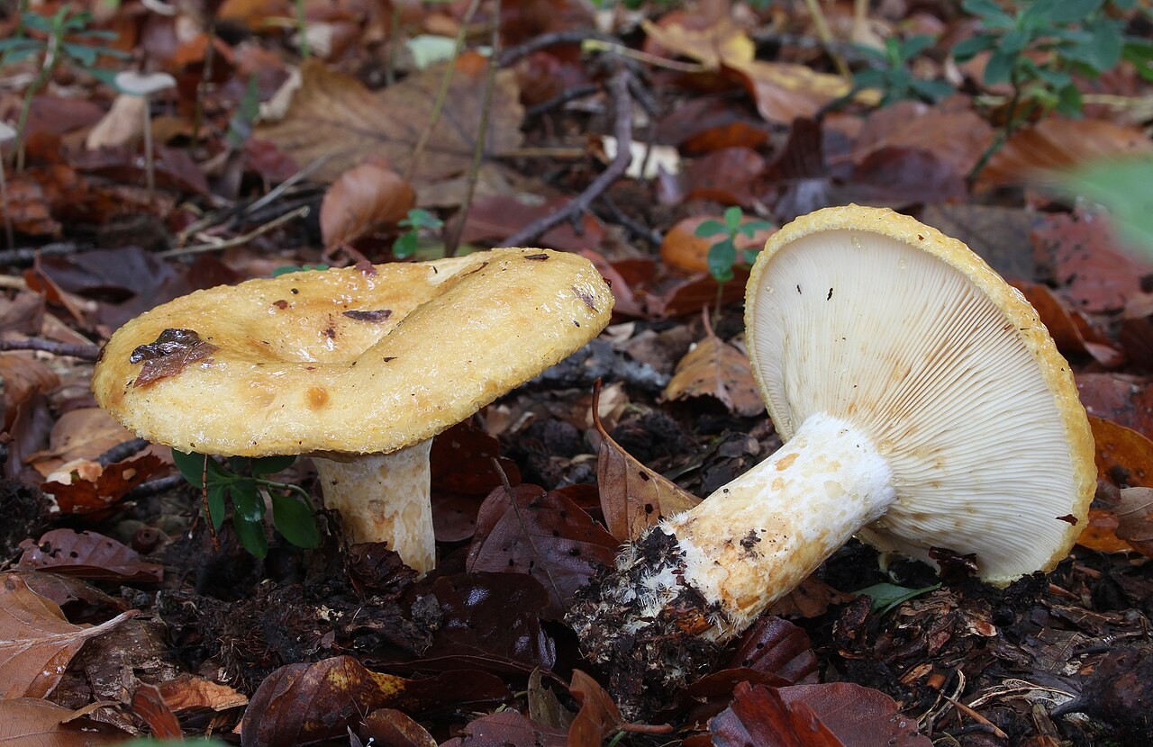 Grubiger Milchling – Lactarius scrobiculatus