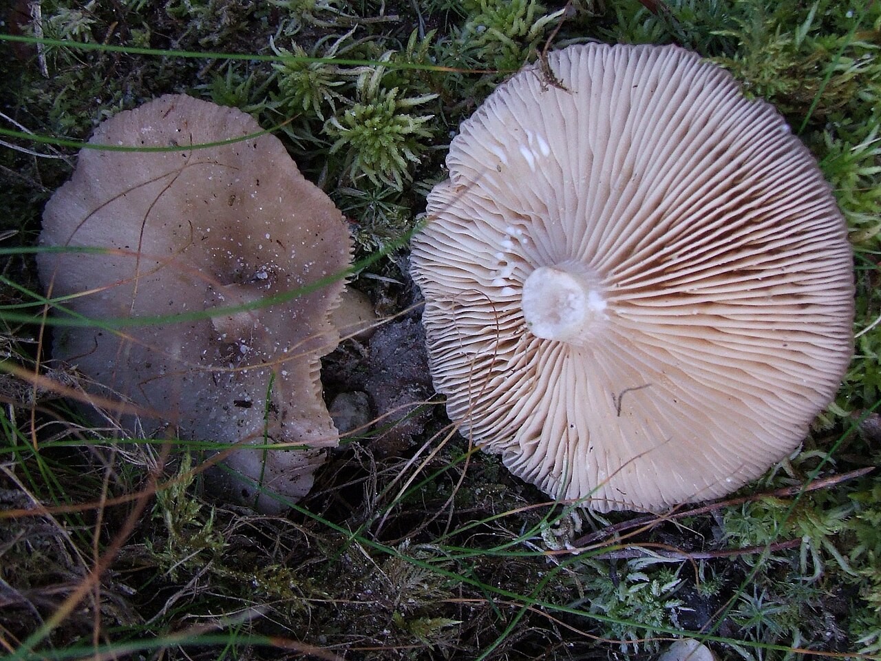 Obična mliječnica – Lactarius trivialis