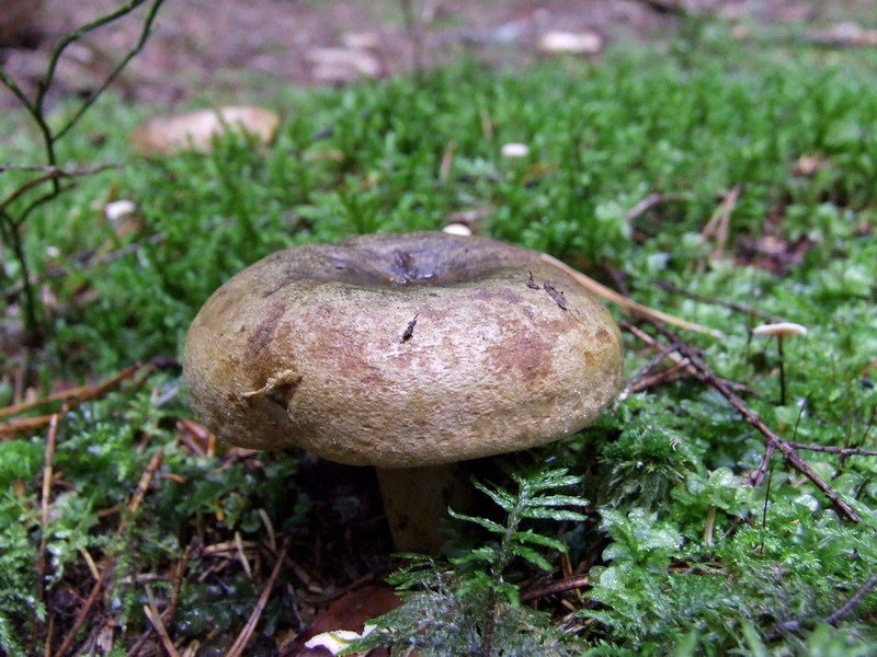 Olivbrauner Milchling – Lactarius turpis