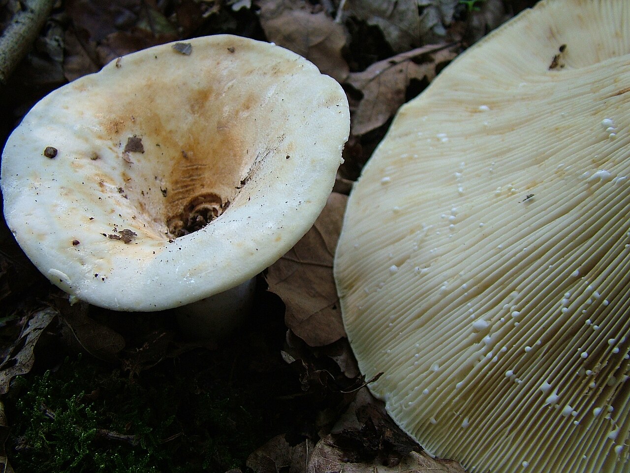 Wolliger Milchling – Lactarius vellereus