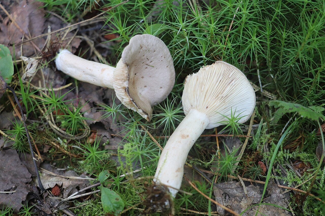 Grey milkcap – Lactarius vietus