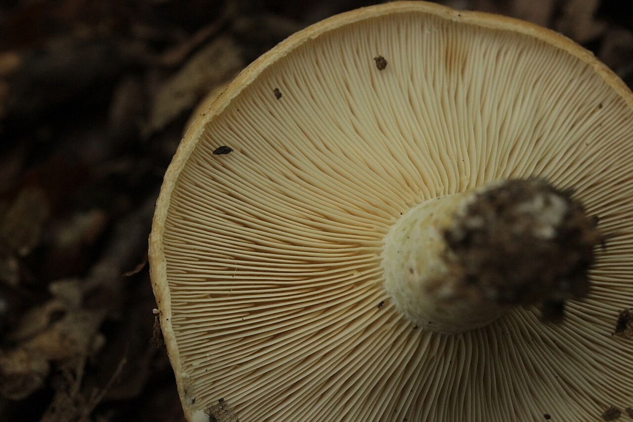 Zonierter Milchling – Lactarius zonarius