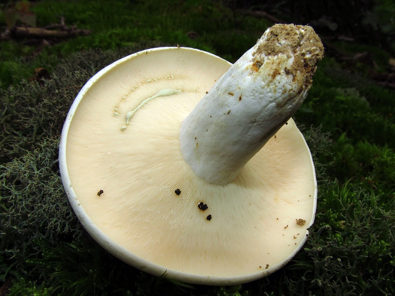 Zeleneći mliječnik – Lactifluus glaucescens