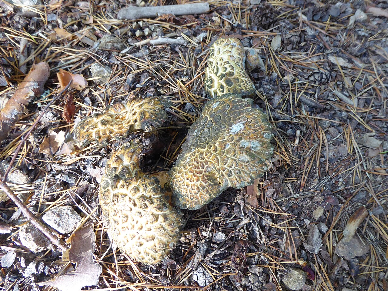 Zeleneči razpokanec – Laeticutis cristata