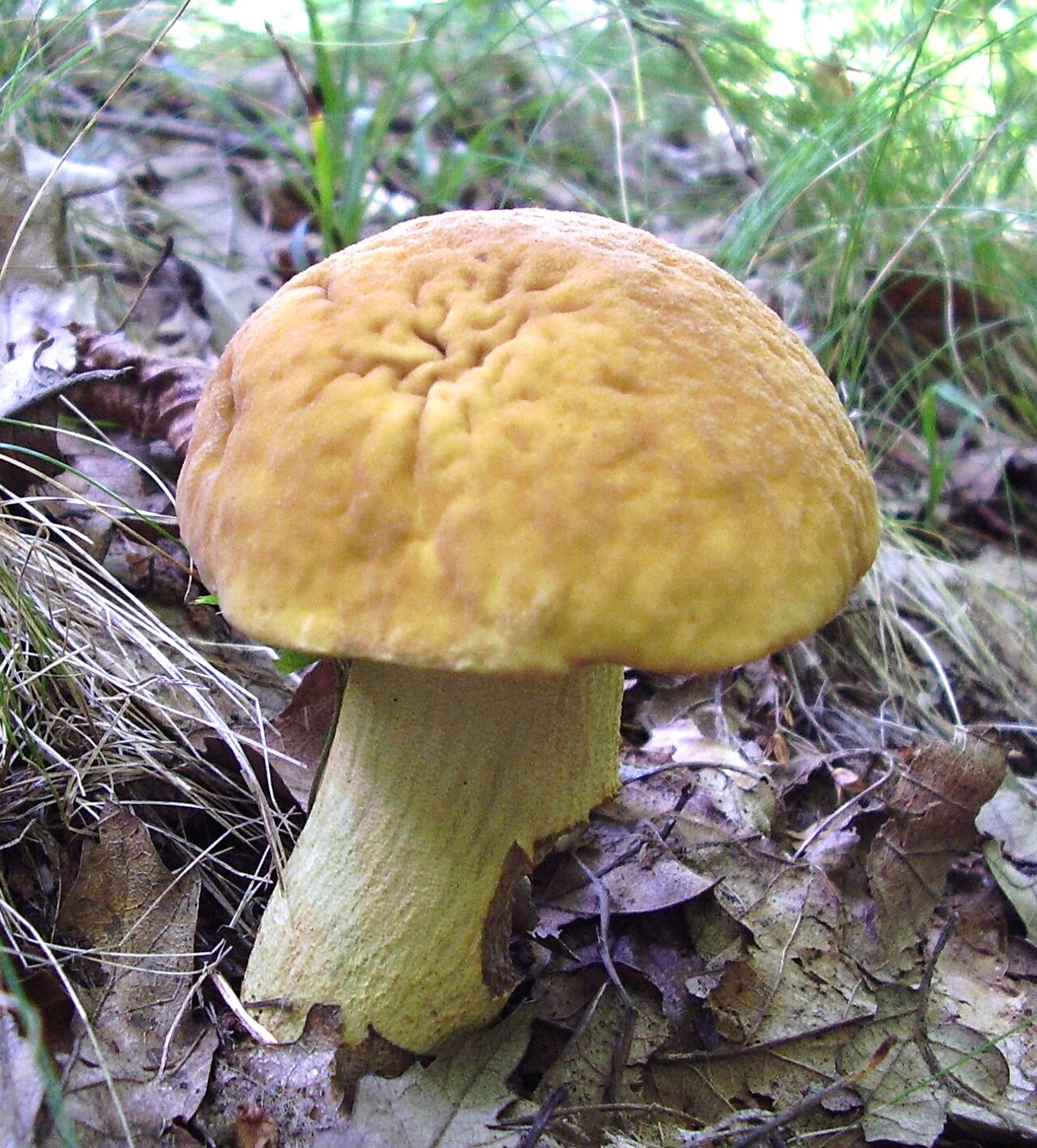 Žuti djed – Leccinellum crocipodium