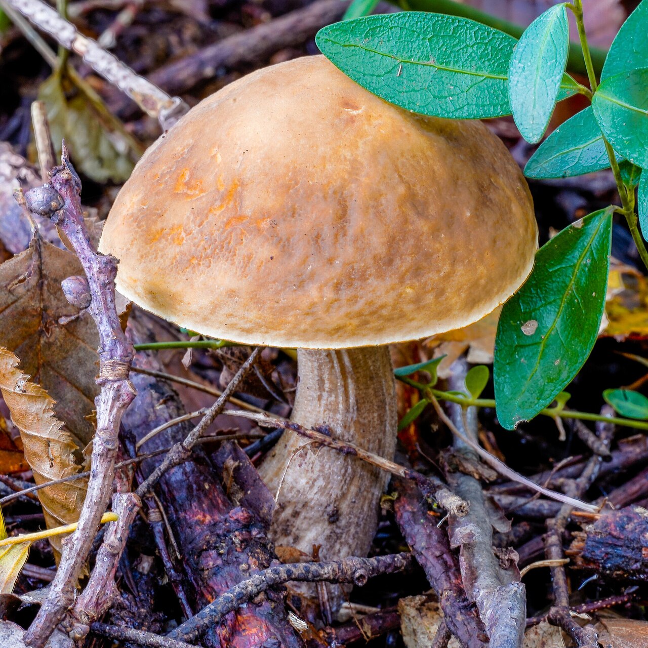 Grabov djed – Leccinellum pseudoscabrum