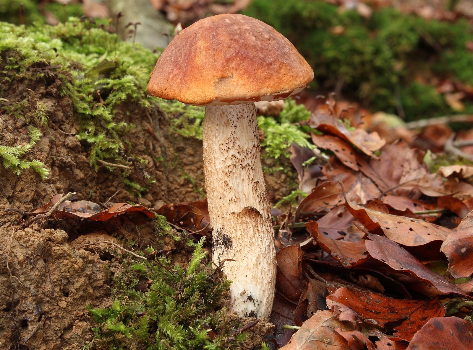 Weißstielige Rotkappe – Leccinum albostipitatum