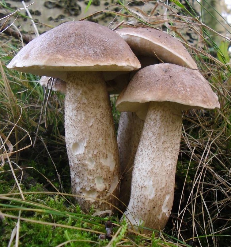 Trdikasti ded – Leccinum duriusculum