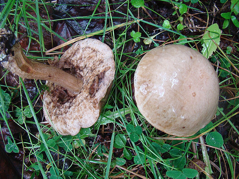 Beli ded – Leccinum holopus