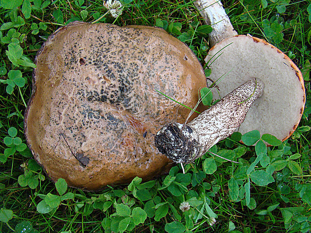 Birkenpilz