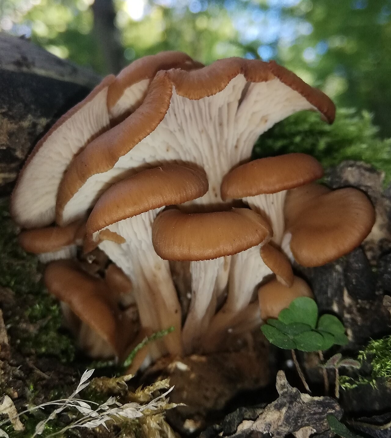 Anis-Zähling – Lentinellus cochleatus