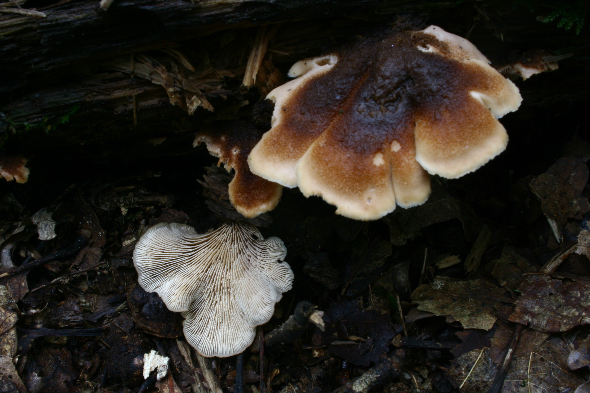 Bären-Zähling – Lentinellus ursinus