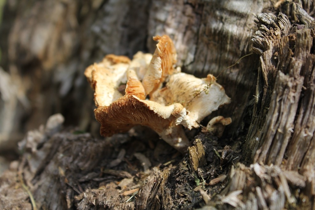 Tigrasta strnjenka – Lentinus tigrinus
