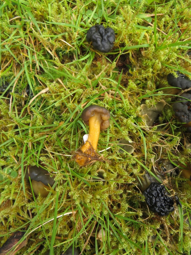 Gemeines Gallertkäppchen – Leotia lubrica