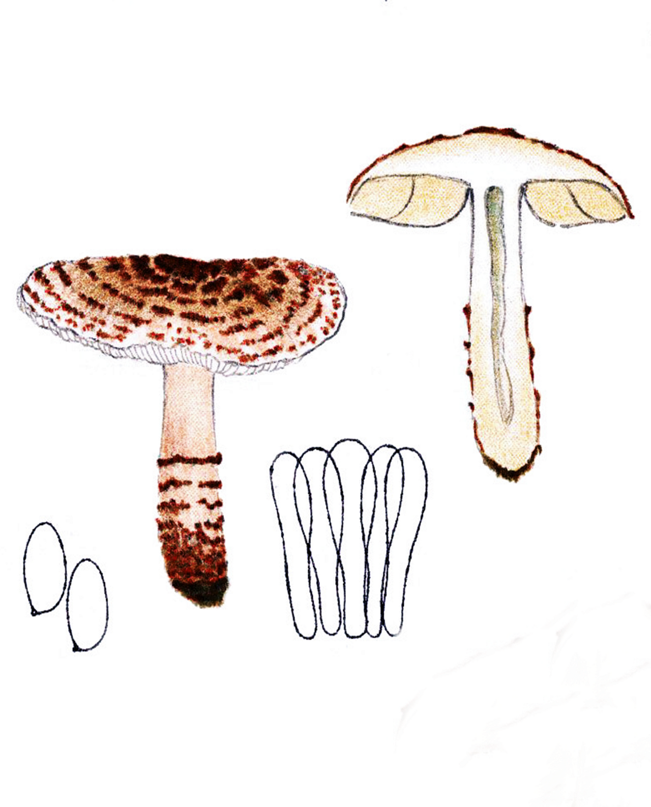 Deadly dapperling – Lepiota brunneoincarnata