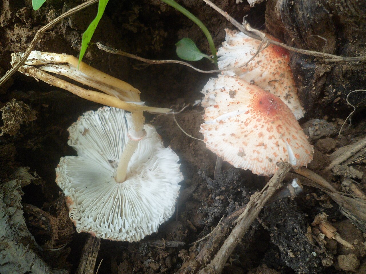 Stinking dapperling – Lepiota cristata