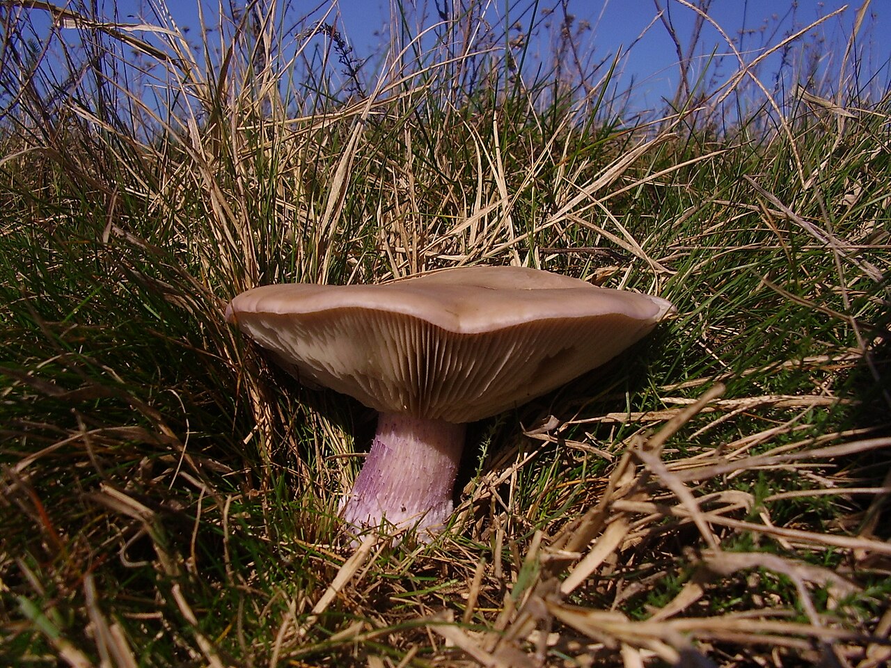 Field blewit – Lepista personata