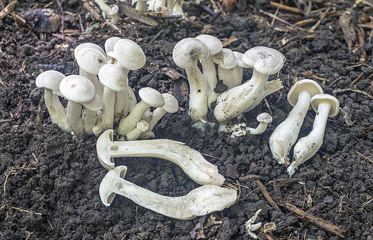 White domecap – Leucocybe connata