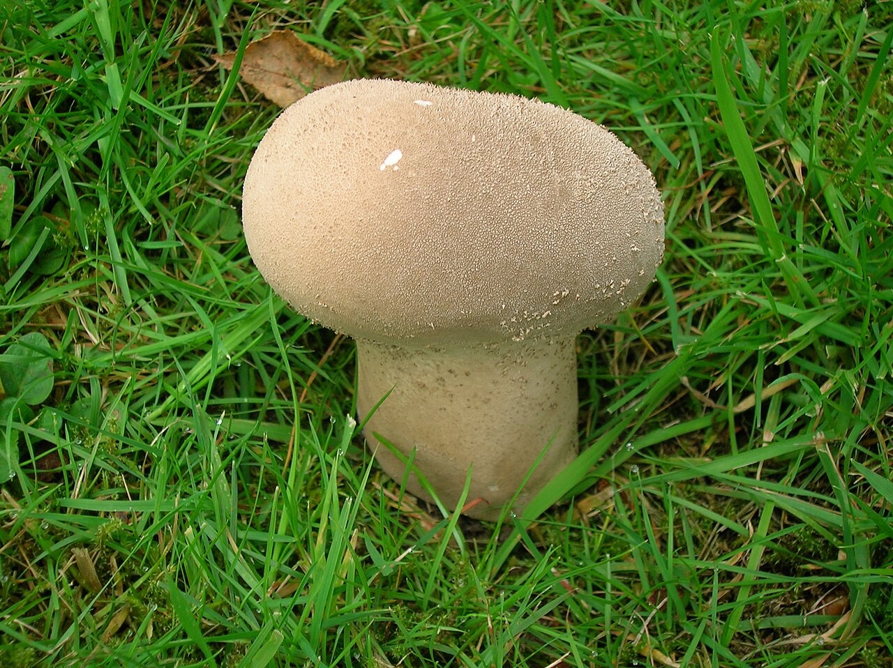 Visoka puhara – Lycoperdon excipuliforme
